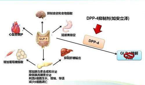 DDP-4抑制剂.jpg