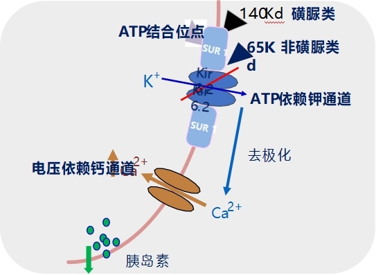 非磺脲类作用机制.jpg