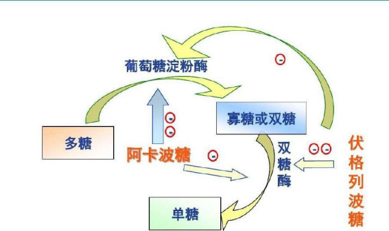 α-糖苷酶抑制剂作用机制.jpg