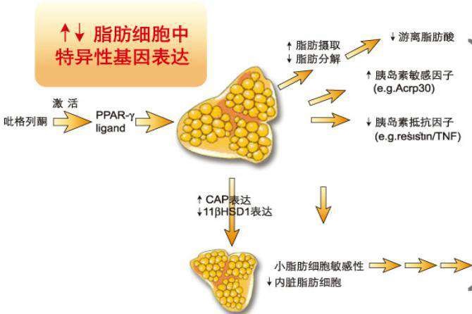 噻唑烷二酮类降糖作用机制.jpg