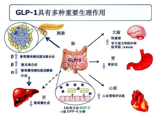 GLP-1受体激动剂降糖机制.jpg